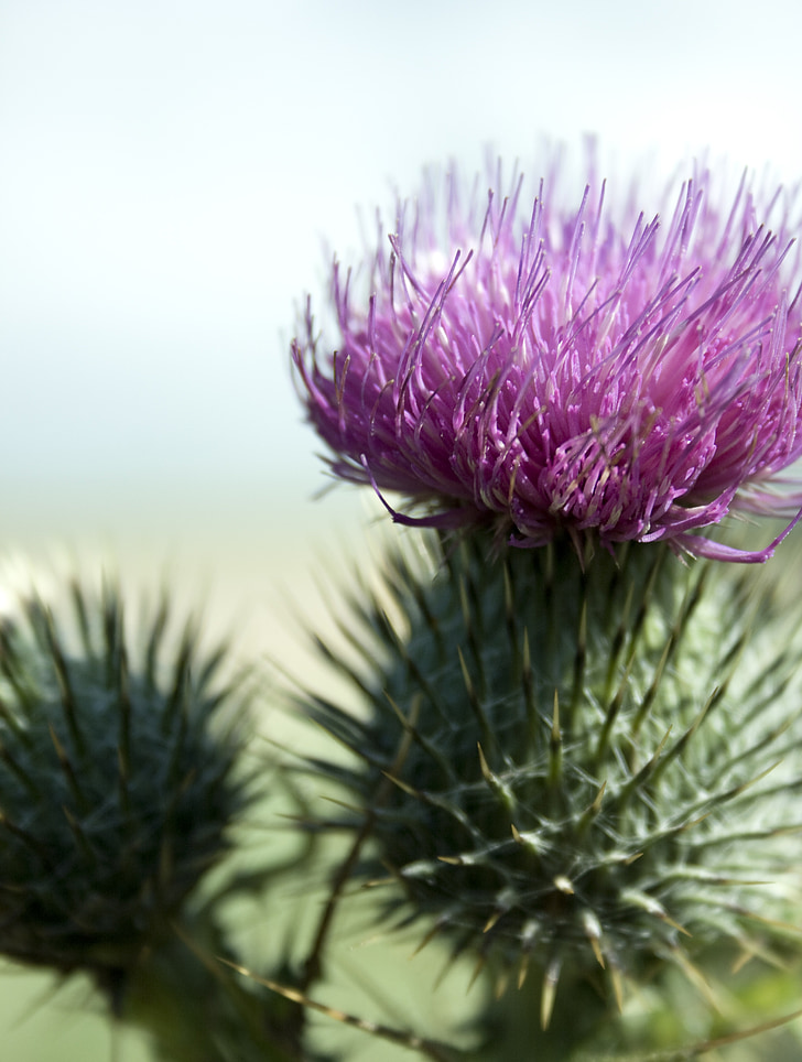 Thistle, vĩ mô, thực vật, đóng, Scotland