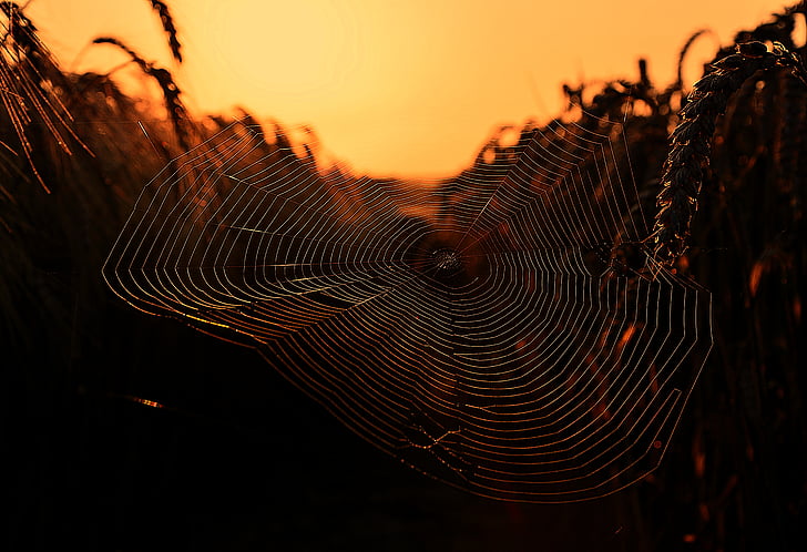 dark, dawn, pattern, spider web, spider's web, spiderweb, sunrise