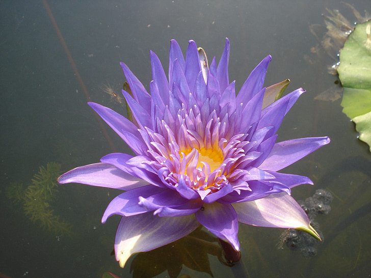 Lotus, Giglio di acqua, fiore, acquatica, viola, viola, mare