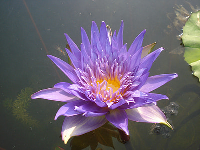Lotus, lis d’eau, fleur, aquatique, Purple, violet, Mare