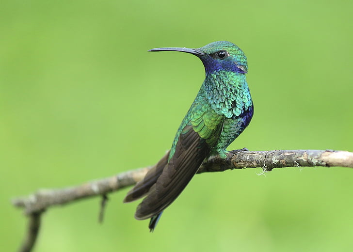 Hummingbird, pasăre, cocoţat, tropicale, mici, Filiala, pene