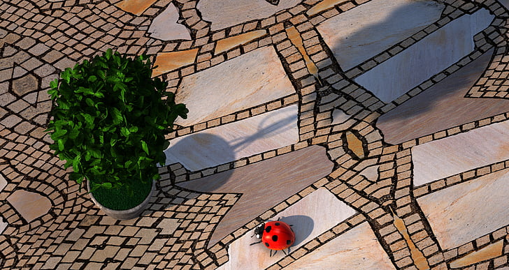 escarabat, planta, jardí, pedres, mosaic, 3D, Mariquita