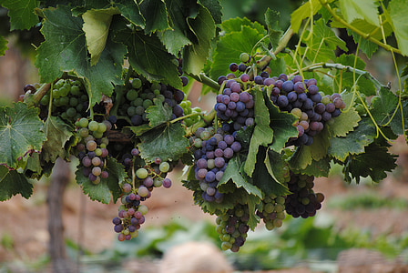 виноград, лозы, Франция, вина, Виноградник, фрукты, лист