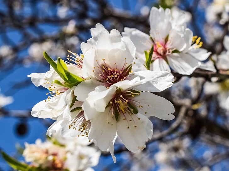 almond tree, flowers, petal, stamens, almond, nature, branch
