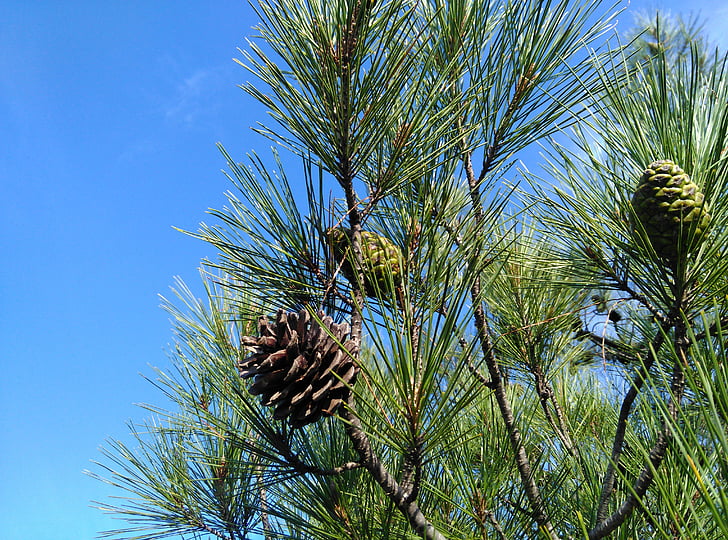 Pine, boom, Cocoon, natuur, tak, conifeerachtige boom, groenblijvende boom