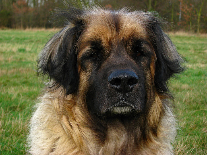perro, Leonberger, animal, canino, mascota, grandes, cabeza