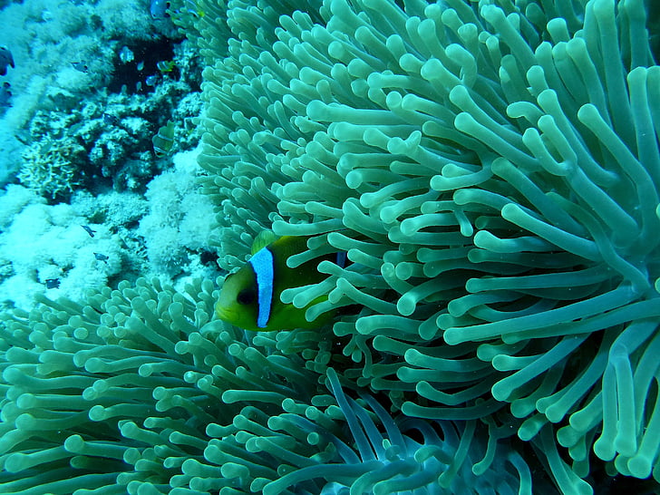 Anemone риба, Немо, подводен свят, коралов риф, Червено море, подводни, море