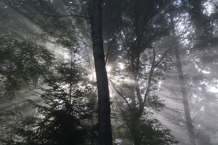 erdőben, köd, erdő, fény, táj, titokzatos, köd