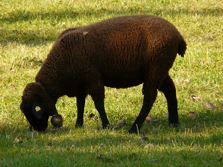 ovelhas, schwarzbraunes bergschaf, ovelhas de Jura, ovelhas de Elba, raça de ovinos, Prado, pastar