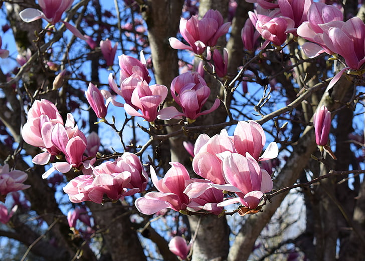 Rosa magnolia, Magnolia, träd, Anläggningen, trädgård, naturen, våren