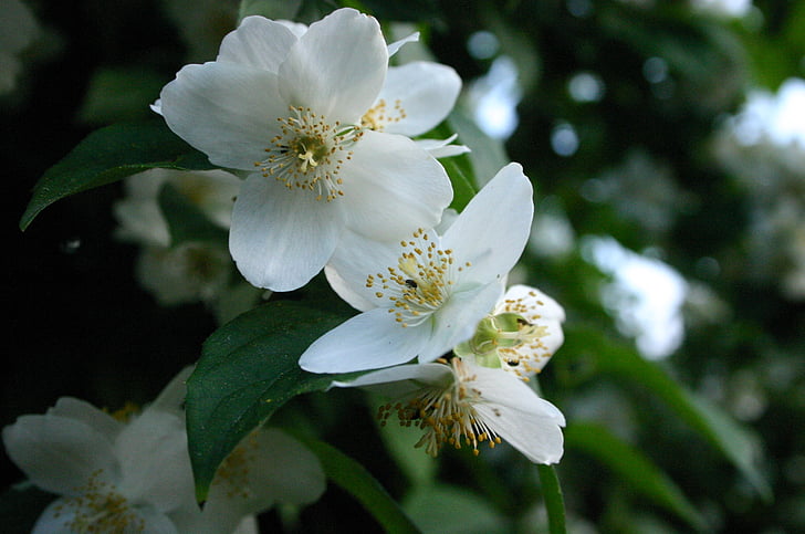 Apple blossom, květiny, jaro, Flora, Příroda, závod