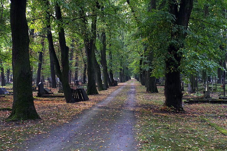 alley, cemetery, autumn, it went down the list, tombstone, the path, zadusznych