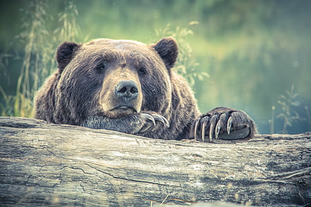 animal, animal photography, bear, big, claw, fur, grass