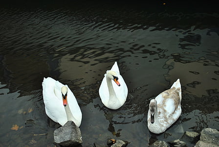 swans, bird, nature, water, animals, wildlife, animal
