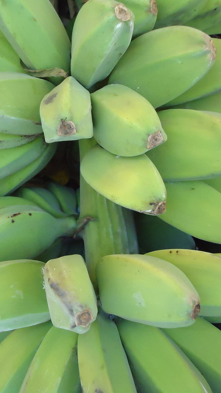 green bananas, plant, bunch, growing, tropical, fruit, nutritious