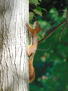 squirrel, animals, rodent, tree, fauna, branch, animals in the wild