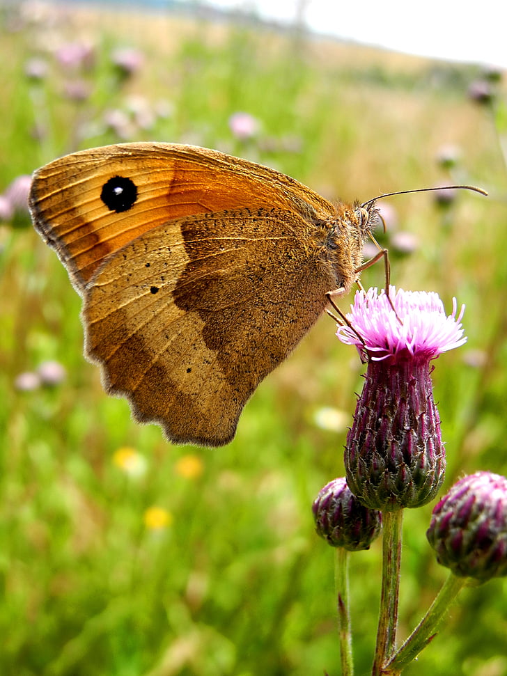 motýľ, kvet, makro, hmyzu, krídla, motýlie krídla
