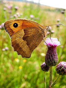 motýl, květ, makro, hmyz, křídla, motýlí křídla