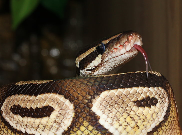 slange, ball python, Python regius, skjønnhet, brun, ballpyhton, Mojave