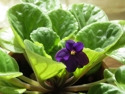 violette africaine, fleur, violet, plante, Fleur violette, plante d’intérieur, Saintpaulia