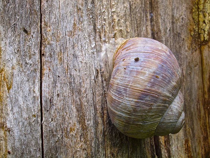 snail, shell, snail shell, animal, nature