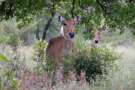 antilope, antilope, boselaphus tragocamelus, Nilgau, bull bleu, animal, femelle