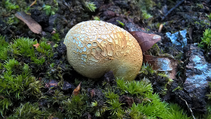 fungi, forest, moss