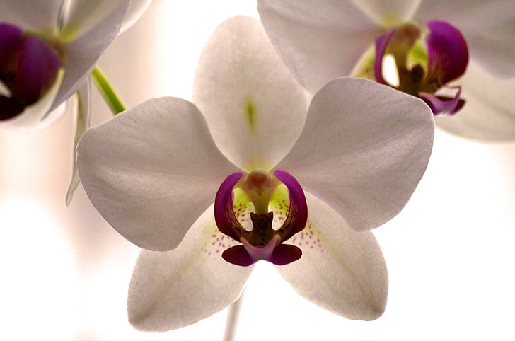 orquídia, flor, flor, flor, violeta blanc, blanc, planta