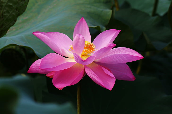 цвете, ботаническа градина, Lotus, природата, Lotus водна лилия, водна лилия, венчелистче