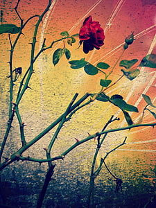 τριαντάφυλλο, κόκκινο, τ ' αγκάθια, άνθος, άνθιση, λουλούδι, ομορφιά