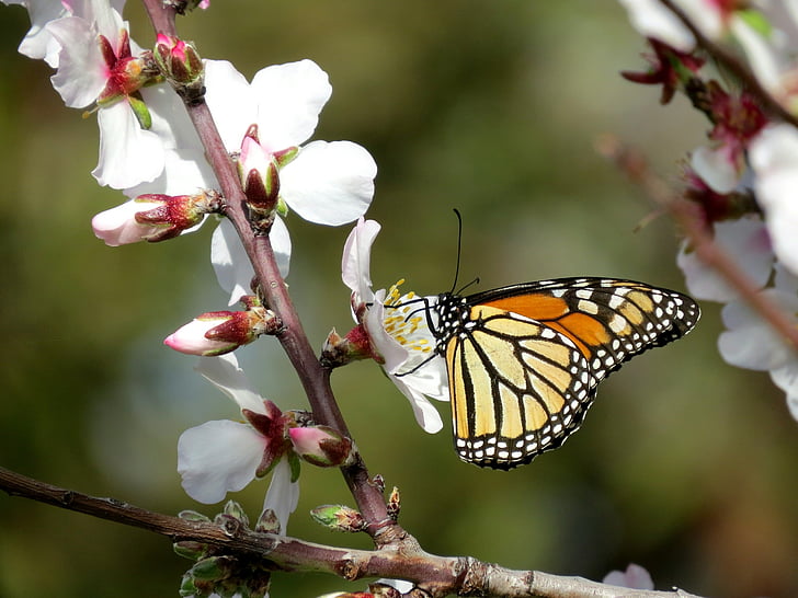 Monarch butterfly, Wędrowiec, kwiat migdałowca, wiosna