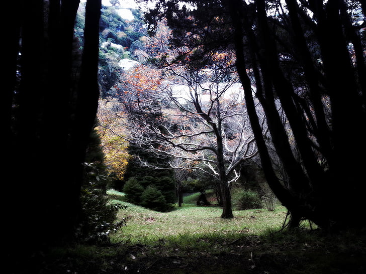 rétro-éclairé, sombre, aube, lumière du jour, environnement, l’automne, Forest