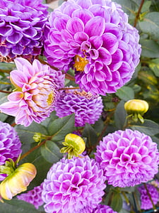 dalia, pink, flowering, garden, purple