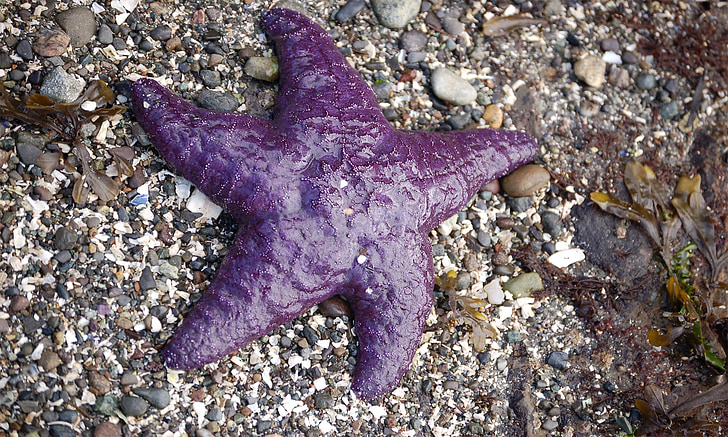 sea star, star fish, purple fish, sea, nature