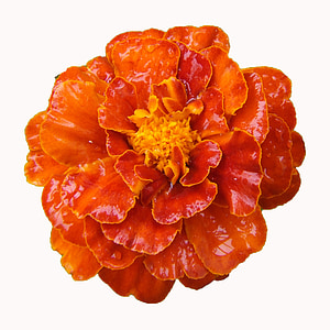 Marigold, květina na balkon, oranžová, květ, Bloom, Příroda, detail