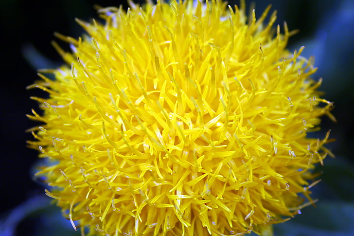 fiore, giallo, fiori gialli, primavera, Blossom, estate, Botanico