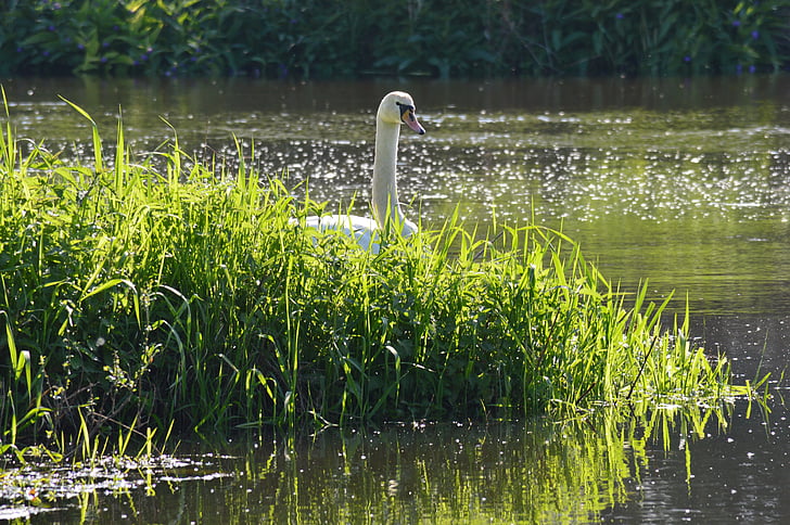 naturen, Swan, vatten, dammen, våren