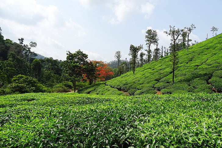 tea garden, te, Anläggningen, Plantation, Estate, Shree ganga, chikmagalur