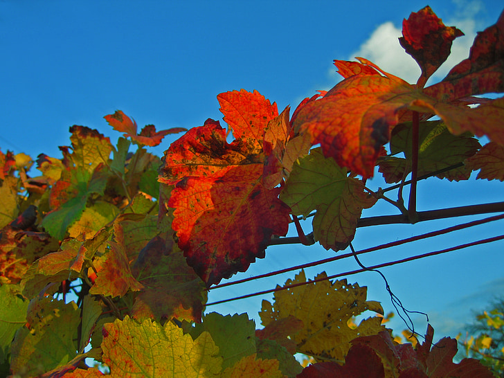 høst, vingården, blader, fallet løvverk, fall farge, blad coloring, blad