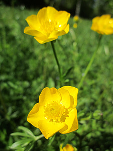 Ranunculus acris, Ranúnculo, alto botón de oro, botón de oro gigante, flora, Botánica, flores silvestres