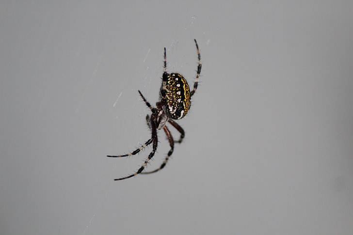 garden spider, arachnid, insects, nature, web, spider, insect