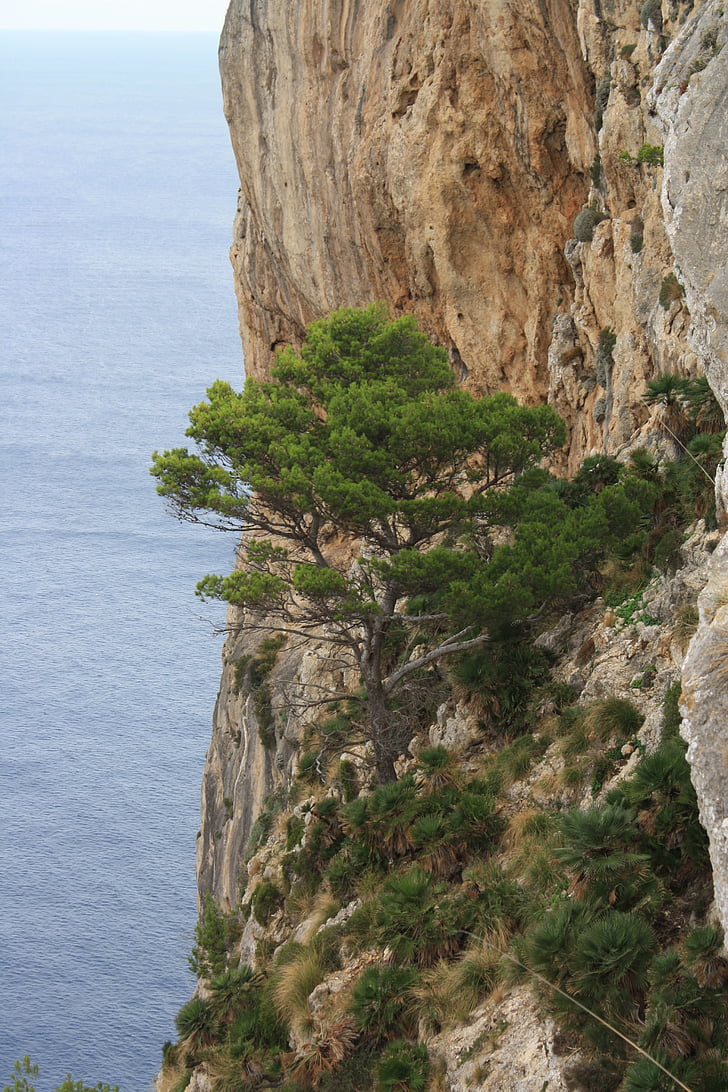 mallorca, steep slope, landscape, sea, blue water, tree