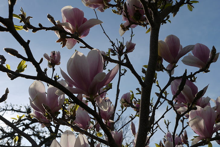 magnolia, bush, flowers, pink purple, sky