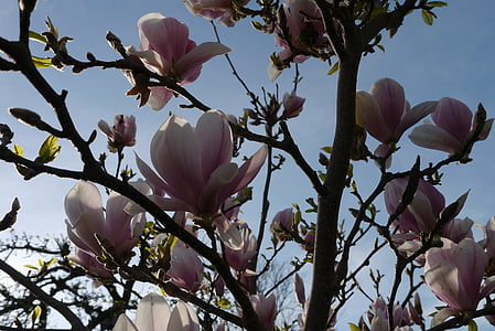magnolija, Bušas, gėlės, rožinė violetinė, dangus