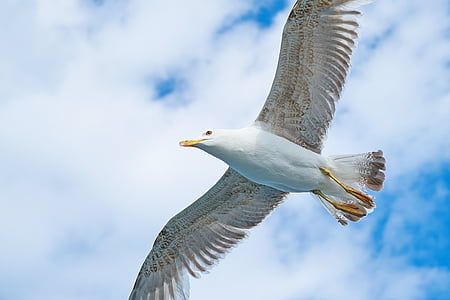 seagull, bird, wing, wings, environmental, beautiful, nature