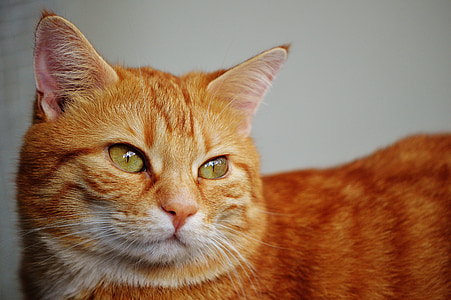 cat, red, face, domestic cat, close, cat face, view