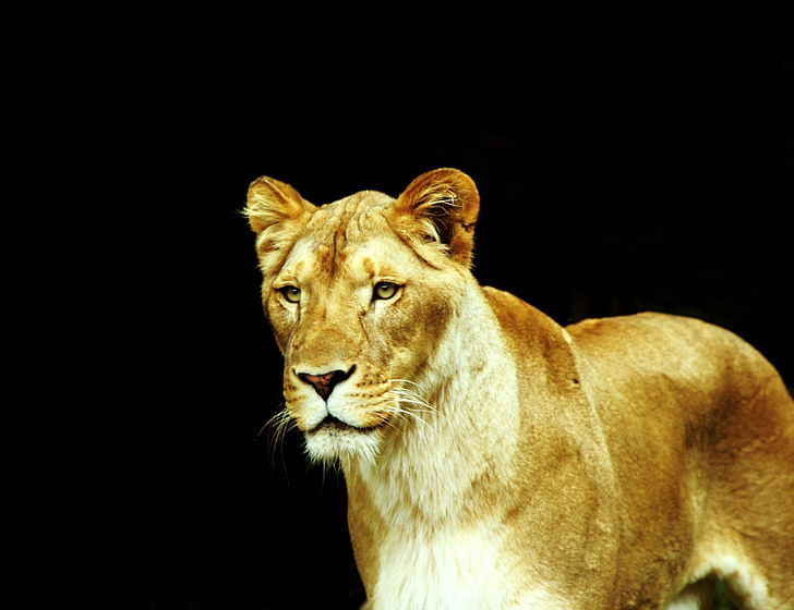lioness, lion, feline, africa, animal, cat, carnivore