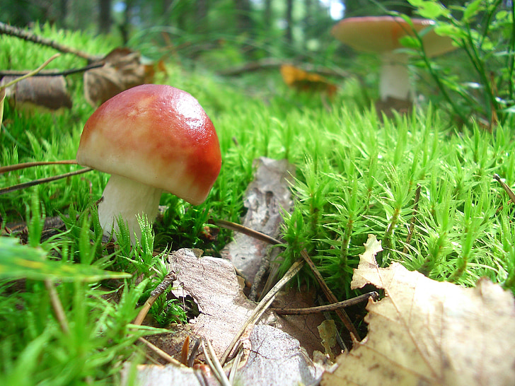 champignon, skov champignon, skørhat, skov, Moss, speitaeubling, rød
