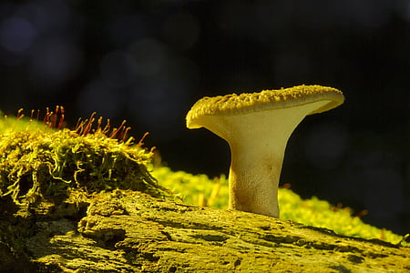 fungo, fungo di legno, funghi di albero, giallo, tempo libero, un animale, senza persone