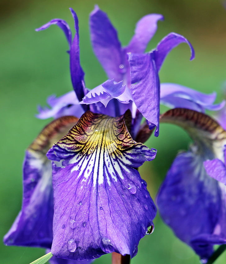 Iris, blomma, Blossom, Bloom, Lila blomma, violett blomma, naturen
